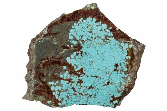 Polished Turquoise Slab - Number Mine, Carlin, NV #292321